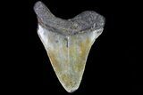 Bargain, Megalodon Tooth - North Carolina #80852-1